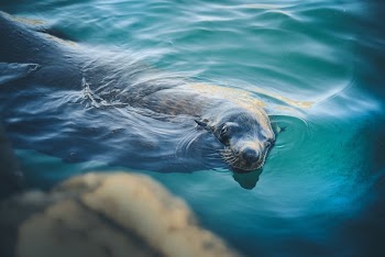 Free Photo of animals, seal, swim
