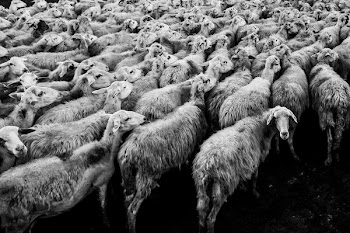Free Photo of animals, sheep, flock