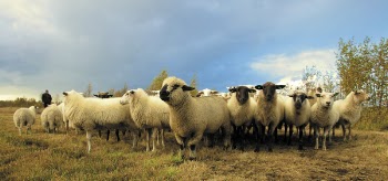 Free Photo of animals, sheep, ram