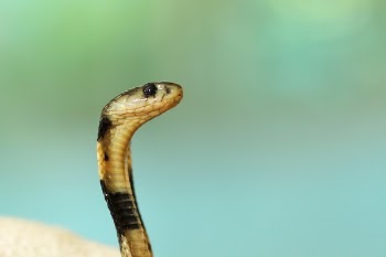 Free Photo of animals, snake, reptile