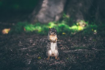 Free Photo of animals, squirrel, furry