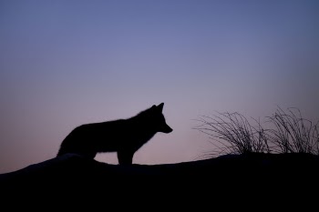 Free Photo of animals, wolves, land