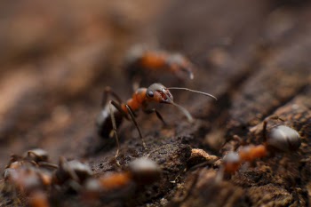 Free Photo of ant, insect, macro