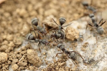 Free Photo of ant, insect, macro