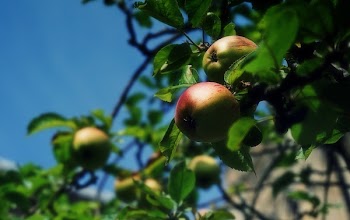 Free Photo of apples, apple tree, trees