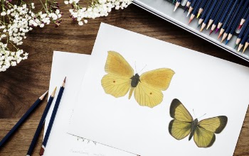 Free Photo of art, butterfly, color
