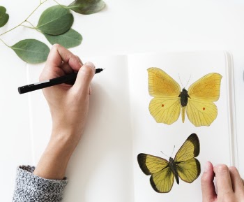 Free Photo of art, butterfly, design