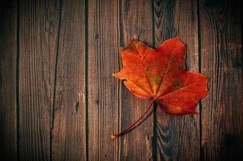 Free Photo of autumn, fall, leaf