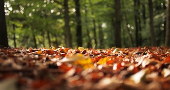 Free Photo of autumn, fall, leaves