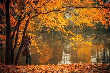 Free Photo of autumn, fall, leaves
