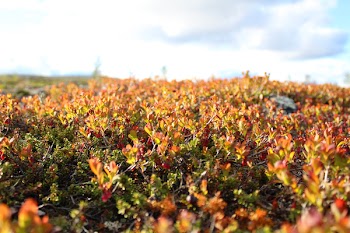 Free Photo of autumn, fall, lingonberry