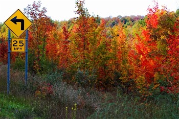 Free Photo of autumn, fall, trees