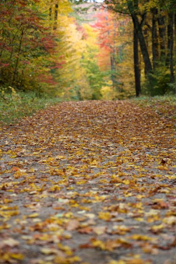 Free Photo of autumn, foliage, leaves