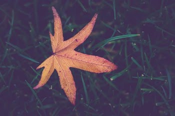 Free Photo of autumn, leaf, grass