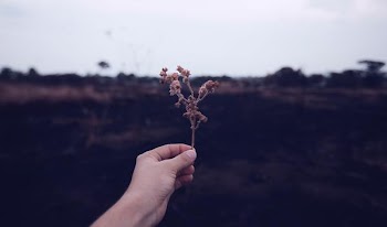 Free Photo of autumn, leaf, hand