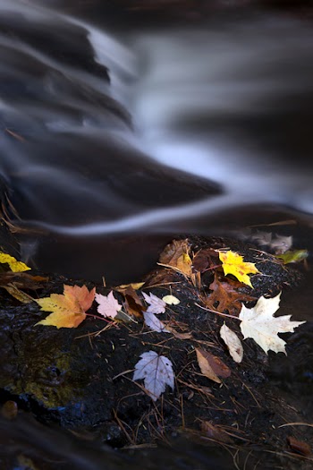 Free Photo of autumn, leaves, river
