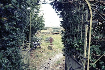 Free Photo of backyard, garden, vines