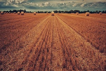 Free Photo of bale of hay, farm, crops