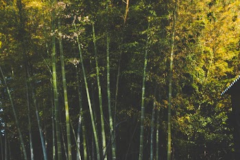 Free Photo of bamboo, trees, forest