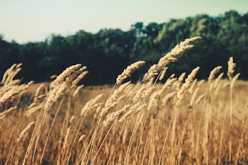 Free Photo of barley, fields, nature