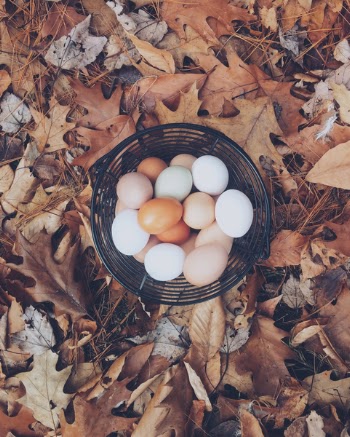 Free Photo of basket, eggs, easter