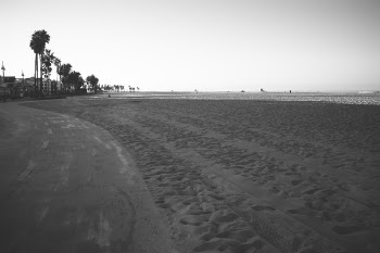 Free Photo of beach, sand, palm trees