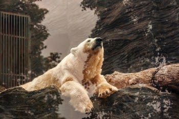 Free Photo of bear, white, rock