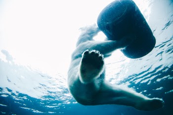 Free Photo of bear, wildlife, animal