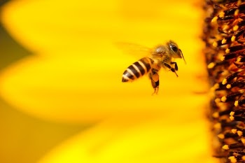 Free Photo of bee, yellow, wings