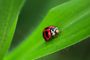 Free Photo of beetle, bug, insect