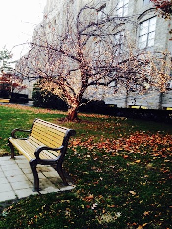 Free Photo of bench, tree, garden