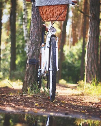 Free Photo of bicycle, adventure, forest