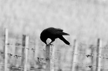 Free Photo of bird, animal, fence