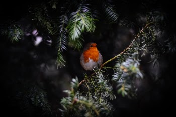 Free Photo of bird, animal, nature