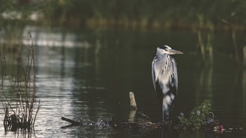 Free Photo of bird, beak, feather