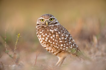 Free Photo of bird, beak, feather