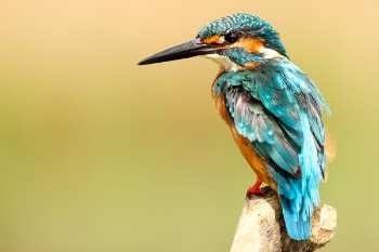 Free Photo of bird, beak, feather