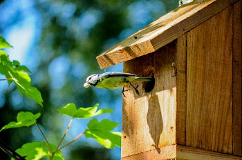 Free Photo of bird, birdhouse, wood