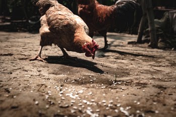 Free Photo of bird, chicken, hen