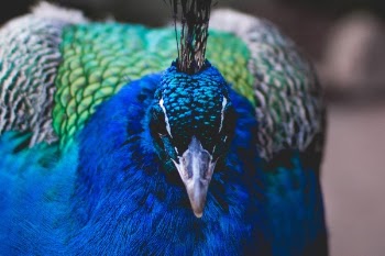 Free Photo of bird, fly, animal