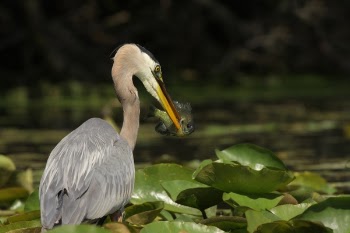 Free Photo of bird, fly, animal