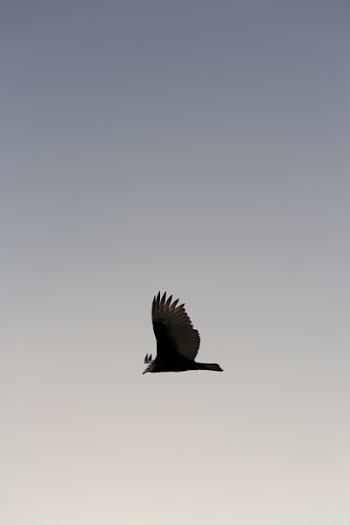 Free Photo of bird, flying, sky