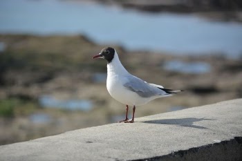 Free Photo of bird, nature, animal