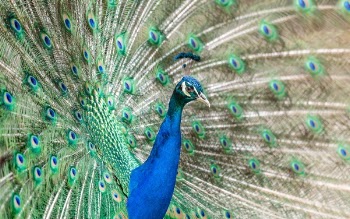 Free Photo of bird, peacock, feathers