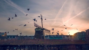Free Photo of bird, sunset, windmill