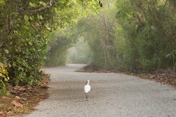 Free Photo of bird, walking, trail