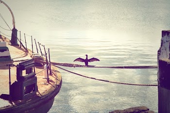 Free Photo of bird, water, boat