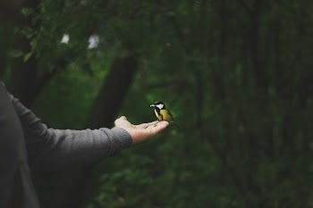 Free Photo of bird, woman, hand