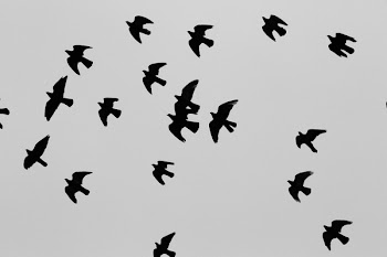 Free Photo of birds, animals, flight