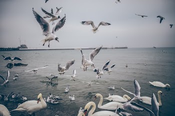 Free Photo of birds, ducks, seagulls